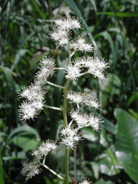 矢車草はユキノシタ科の植物。矢車菊も園芸上はヤグルマソウと呼ばれますが、矢車草と矢車菊は別種の植物です。矢車草は、やや湿り気のある場所を好みます。