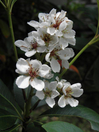 車輪梅（シャリンバイ）は、梅と同じバラ科。大島紬の染料に使われる植物として知られています。