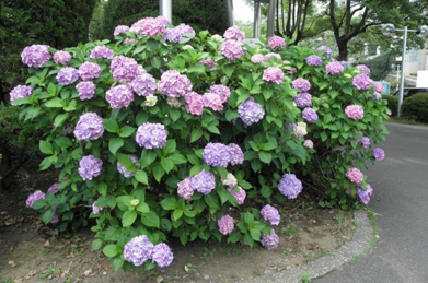 梅雨空に映える紫陽花（アジサイ）の花。ハイドランジアと呼ばれる西洋紫陽花は、日本の額紫陽花が品種改良され、逆輸入されたものです。正門では、本学を訪れた人を出迎えるかのように紫陽花が咲いています。