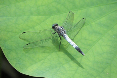 それもそのはず。池の周りでは様々な蜻蛉（とんぼ）が飛び交い、空中戦を繰り広げています。 蓮の葉の上で羽を休めているのは塩辛蜻蛉（シオカラトンボ）、蕾の上にいるのはコシアキトンボです。
