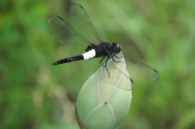 それもそのはず。池の周りでは様々な蜻蛉（とんぼ）が飛び交い、空中戦を繰り広げています。 蓮の葉の上で羽を休めているのは塩辛蜻蛉（シオカラトンボ）、蕾の上にいるのはコシアキトンボです。
