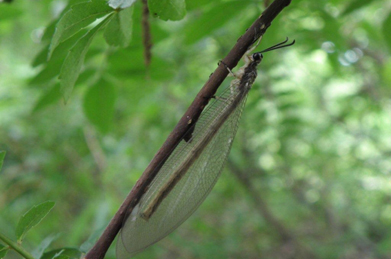 こちらも糸トンボでしょうか。いいえ、その正体は薄羽蜻蛉（ウスバカゲロウ）です。カゲロウの名前がつきますが、一般的な蜻蛉とは別種で、幼虫は蟻地獄（アリジゴク）の名で知られています。