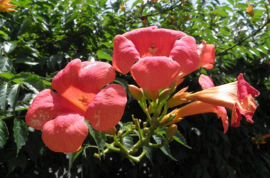 おなじカズラの名前がつきますが、こちらは凌霄花（ノウゼンカズラ）。夏の暑さを写しとったような鮮やかな色をしています。