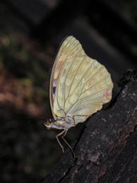 【オオムラサキ】国蝶のオオムラサキ（♀）もやってきます。見かける度に、国蝶のいるキャンパスを少々自慢したくなります。