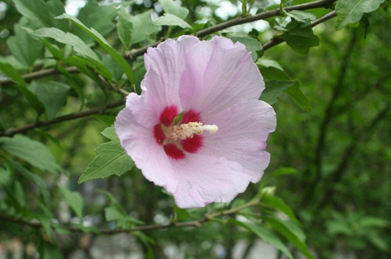 【木槿】古くは「あさがお」と呼ばれた木槿（ムクゲ）。お隣・大韓民国の国花です。