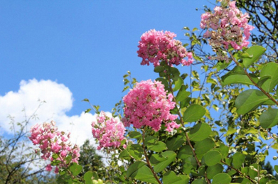 青空に映える百日紅（サルスベリ）のピンクも色鮮やか。中国原産で、夏から秋にかけて約３ヶ月間咲き続けることからついた名前です。