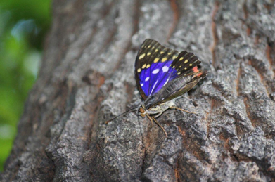 目にも鮮やかな青い羽を見せているのは、オオムラサキの雄。日本の国蝶で、準絶滅危惧種に指定されています。