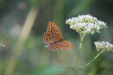 豹紋蝶（ヒョウモンチョウ）の種類は数多くいますが、こちらはミドリヒョウモンのようです。
