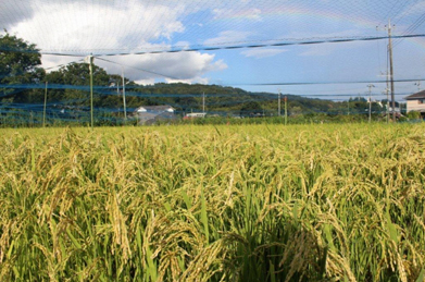 瑞々しい稲の穂を瑞穂といい、古くは日本の国を「豊葦原瑞穂の国（とよあしはらのみずほのくに）」と呼びました。黄金に色づいた稲穂の向こうに虹が架かり、日本の秋らしい景色が広がっています。