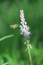 彼岸花と同じ時期に咲くのは蔓穂（ツルボ）。写真を撮っていると蜜蜂がやってきました。