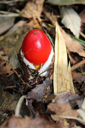 【卵茸】この季節によく見かけるのは、卵茸（タマゴタケ）。その成長過程を見てみましょう。