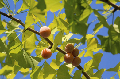 【銀杏】秋の味覚の銀杏（ギンナン）も色づいてきています。皮の匂いは強烈ですが、中の種をこんがり焼いて食べると美味しい銀杏。