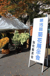 丹木の里の霜月は、菊の香りと共にやってきます。１日から４日まで、地元の加住菊友会のメンバーによる「菊花展示会」が開催されました。
