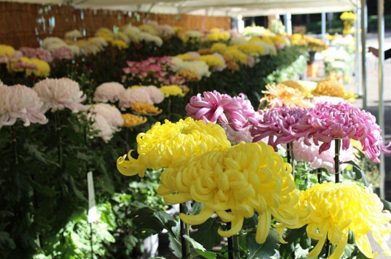   正門を飾る見事な１７０鉢もの大輪の菊。中国原産の菊は奈良時代以降に渡来し、観賞用として改良されてきました。菊友会の皆様、毎年ありがとうございます。