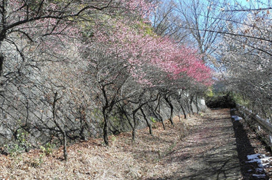 本学へと通じる小道の両側で、梅が満開を迎えています。