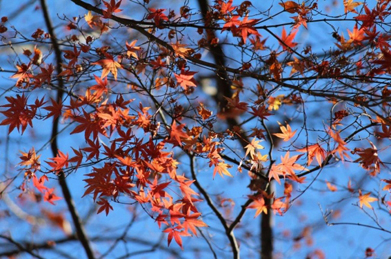 【紅葉】わずかに残った紅葉が晩秋の名残を留めています。