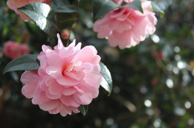 【山茶花】北風の中、山茶花が凛と咲いています。