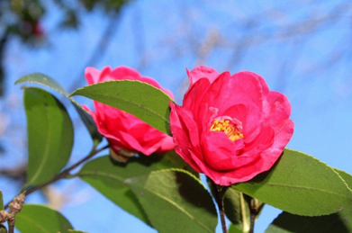 【山茶花】北風の中、山茶花が凛と咲いています。