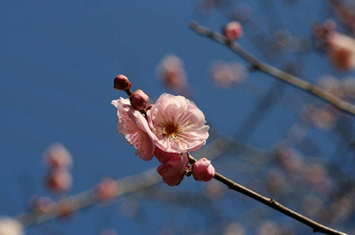 厳寒の中で凛と咲く梅の花。「梅一輪一輪ほどの暖かさ」と詠んだ服部嵐雪は、江戸中期の俳人です。