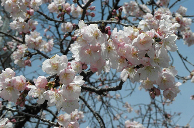 「千花道」入り口の桜