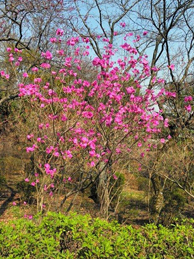 【蝦夷紫躑躅】学修館の前では木蓮が、「文学の池」の近くでは蝦夷紫躑躅（エゾムラサキツツジ）が咲いています。