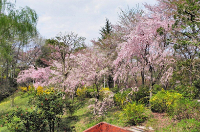 まずは池田記念講堂の方向から「周桜」の方へ進んでいくと、枝垂れ桜に石楠花（シャクナゲ）、連翹（レンギョウ）が咲いています。
