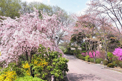まずは池田記念講堂の方向から「周桜」の方へ進んでいくと、枝垂れ桜に石楠花（シャクナゲ）、連翹（レンギョウ）が咲いています。