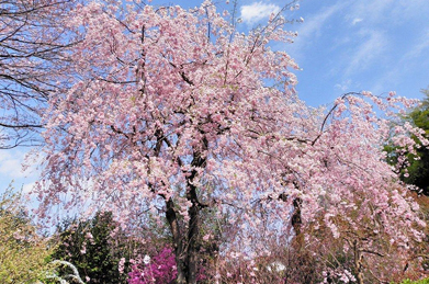 ここで池田記念講堂を振り返り、さらに「平安の庭」へと下っていくと、ここにも見事な枝垂れ桜が咲いています。しばし枝垂れ桜を眺めた後、富安風生の句「まさをなる空よりしだれざくらかな」を思い出すのもいいでしょう。