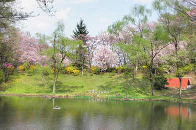 「文学の池」の中程にかかる「文学の橋」で一休み。「周桜」の方向を眺めると、垂れ柳が春風に揺れています。