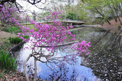 橋のたもとには、ミツバツツジが咲いています。池の水面に桜の花びらが雪のように舞い落ち、春の風情に彩りを添えています。先程の富安風生の句に「春の雪舞ふや明るき水の上」もあります。