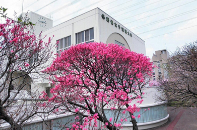 染井吉野がほぼ咲き終わったキャンパスでは、桜と同じバラ科の植物が見頃を迎えています。 特に目立つのは桃。白い建物を背景に鮮やかなピンクが映えます。