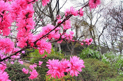染井吉野がほぼ咲き終わったキャンパスでは、桜と同じバラ科の植物が見頃を迎えています。 特に目立つのは桃。白い建物を背景に鮮やかなピンクが映えます。