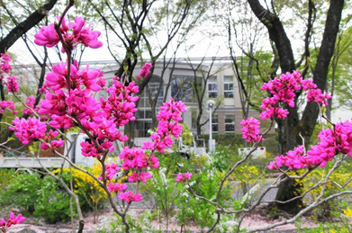 【花蘇芳】桃と同じようなピンク色の花は、花蘇芳（ハナズオウ）。こちらはマメ科の植物です。