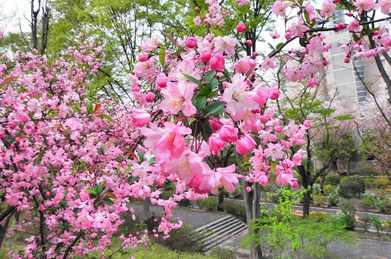 【海棠】女子短大の側で咲く海棠（カイドウ）もバラ科。染井吉野とは品種の違う桜も咲いています。