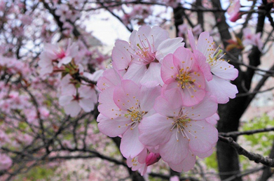 【桜】女子短大の側で咲く海棠（カイドウ）もバラ科。染井吉野とは品種の違う桜も咲いています。