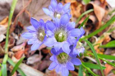 【春竜胆】地面から顔を出すスカイブルーの花は春竜胆（ハルリンドウ）。秋に咲く竜胆と同じリンドウ科です。