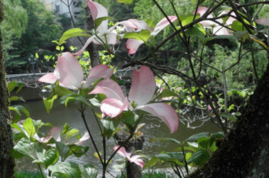 【ハナミズキ】現在の「文学の池」周辺の植物を見てみると、まず目に入るのはハナミズキ。日本から贈られたポトマック川の桜の返礼としてアメリカから届いた植物として有名ですが、花言葉も「返礼」です。