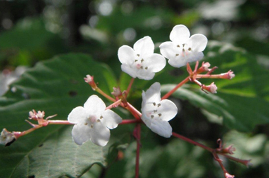 【オトコヨウゾメ】大手毬と同じスイカズラ科の花で、オトコヨウゾメとコバノガマズミが咲いています。どちらもガマズミ属なので、とてもよく似ています。