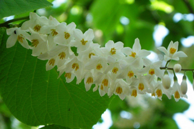 【白雲木】短大の裏手で咲いた白雲木（ハクウンボク）。白雲木が咲き終わる頃、同じエゴノキ科のエゴノキが咲き始めます。