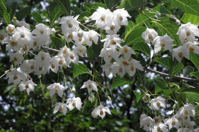 【エゴノキ】短大の裏手で咲いた白雲木（ハクウンボク）。白雲木が咲き終わる頃、同じエゴノキ科のエゴノキが咲き始めます。