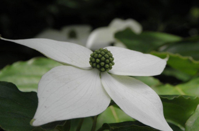 【山法師】白い花びらに見える部分は苞（ホウ）と呼ばれる葉で、真ん中の緑色の部分が花になります。