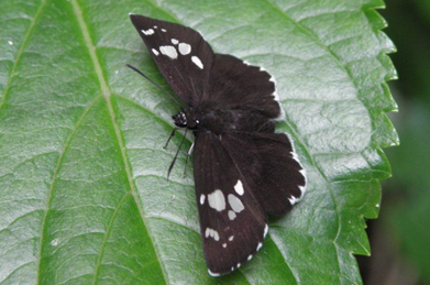 【大名せせり】白蝶ならぬ黒い蝶も3種類ほど見かけました。