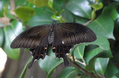 【モンキアゲハ】白蝶ならぬ黒い蝶も3種類ほど見かけました。