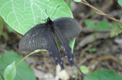 【ジャコウアゲハ】白蝶ならぬ黒い蝶も3種類ほど見かけました。