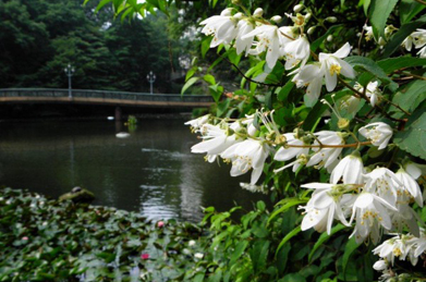 【空木】「文学の池」の辺に咲く白い花を見つけました。