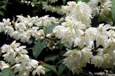 【空木】卯の花とも呼ばれる空木（ウツギ）です。この季節に降り続く長雨のことを「卯の花腐（くた）し」とも言います。空木も紫陽花と同じアジサイ科に分類されています。