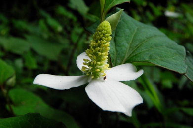 【ドクダミ】ドクダミは、「毒を矯める・止める」の意（広辞苑）。薬草として知られ、十薬という別称があります。白い花びらに見える部分は苞（ホウ）という葉に当たり、花は黄色く密集している部分になります。
