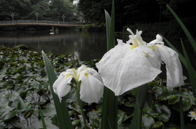 【花菖蒲】  黄菖蒲が咲き終わった「文学の池」では、白い花菖蒲が咲いています。
