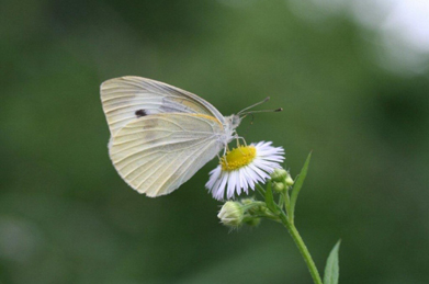 【紋白蝶】草むらでは、小さな命が息づいています。
