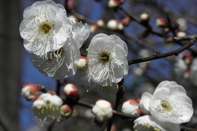 キャンパスに新春の便りを告げる梅も咲き始めています。 梅、蝋梅、山茶花、水仙を「雪中四友」と呼びますが、あとは水仙の開花を待つばかりです。